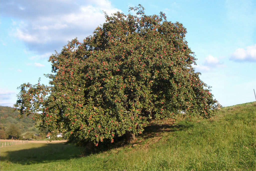 Apple tree