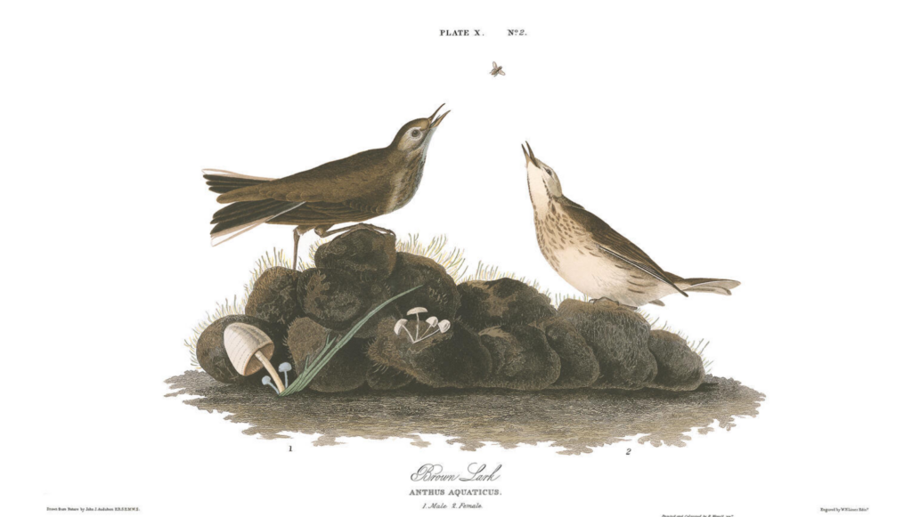 Audubon, Brown lark, 1827