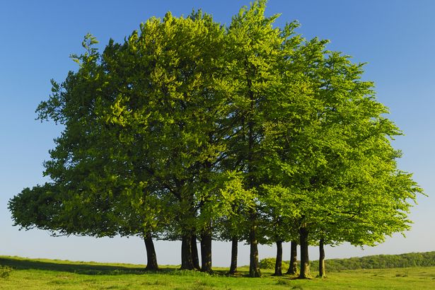 Beech trees