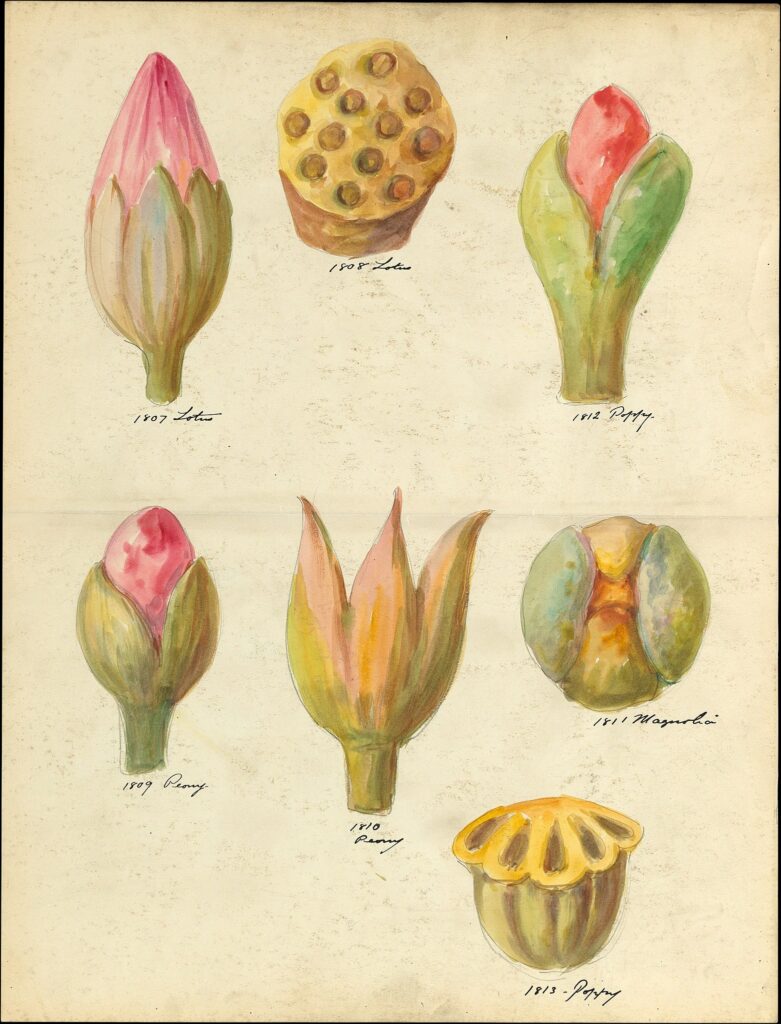 Drawing of flower buds and seedpods, Laurelton Hall
