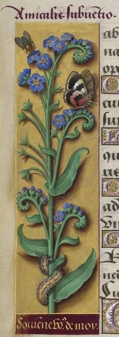 Forget me not, in Anne of Brittany's Book of Hourse, 1503-8