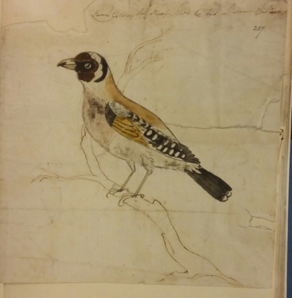 James Gillray: 'The first bird he did draw'