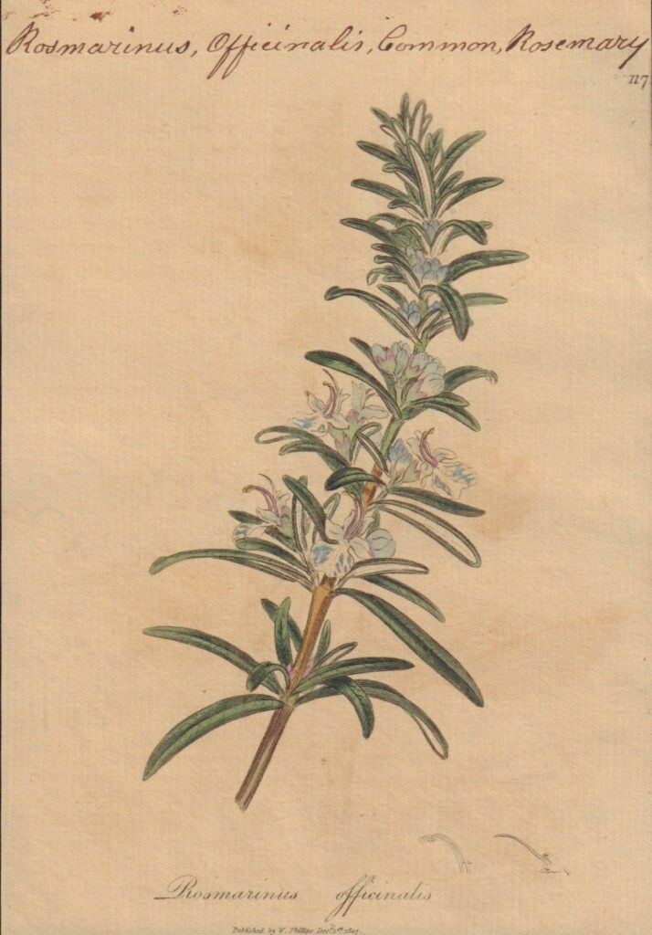 James Sowerby, Rosemary in Woodville's Medical Botany, 1790-1794