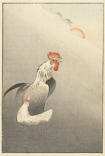 Japanese rooster 1892