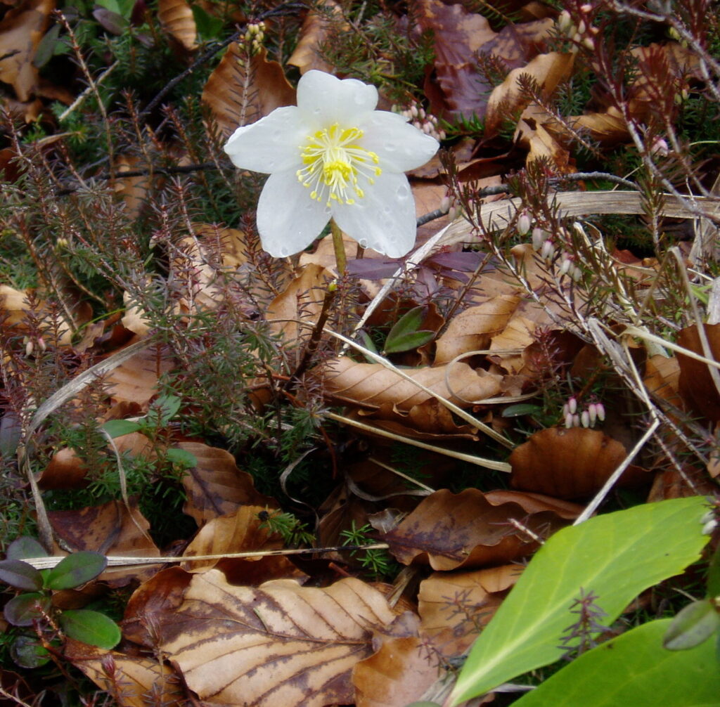 Hellebore, Kranskje Gora, Slovenia April 2008, Photo: Malcolm Wren