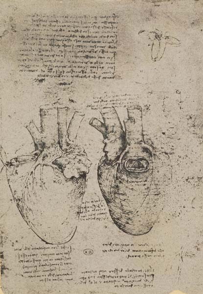 Leonardo da Vinci, heart drawings, c. 1512