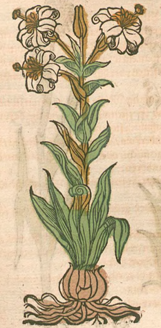 Lonitzer, Lilium candidum, 1578
