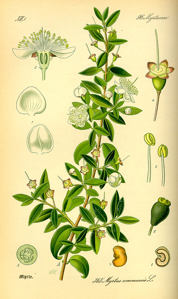 Myrtus communis