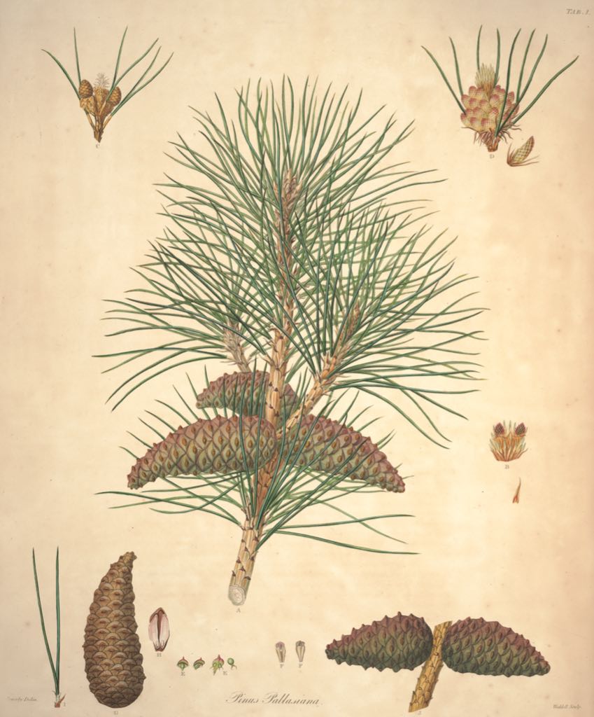 Pinus nigra, Lambert, 1824