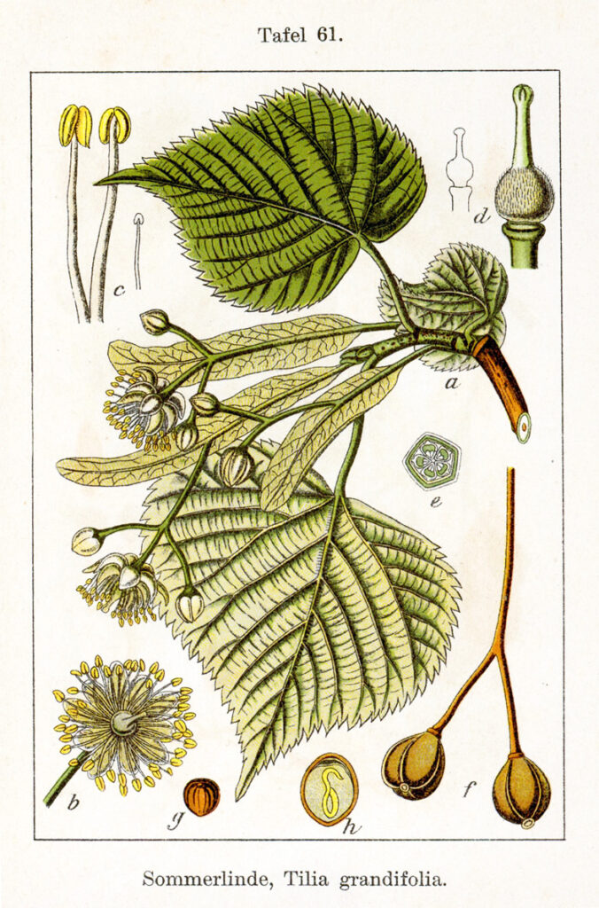 Sturm, Tilia (in Deutschlands Flora), 1796