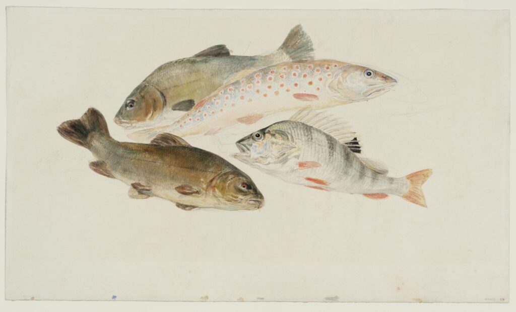 Study of Fish: Two Tench, a Trout and a Perch, circa 1822-4, Joseph Mallord William Turner