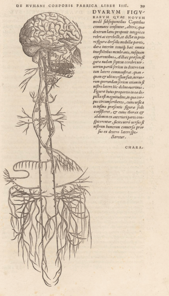 Vesalius, The nervous system, 1543