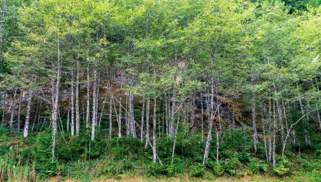 Alder trees, State forest, Washington