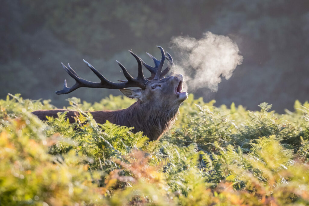 Elk breath