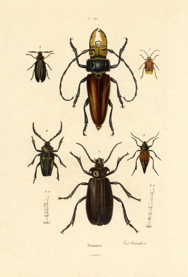 Long-horned Beetles, 1833-39
