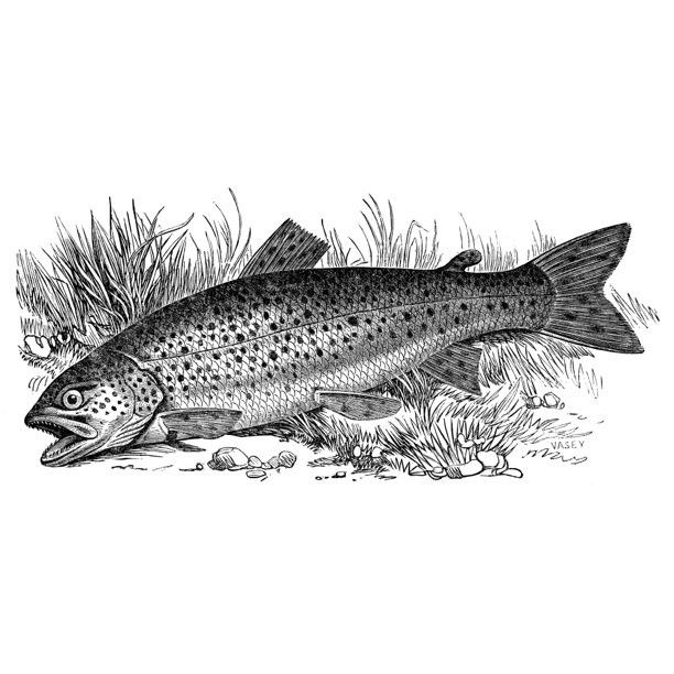Engraving of trout in grass, artist unknown